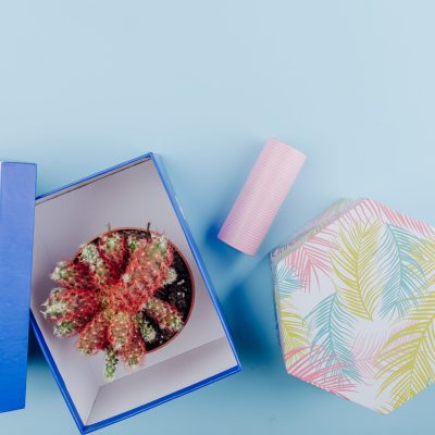 top view of a cactus in a flowerpot in a carton gift box and roll of adhesive tape on blue background with copy space